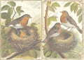 JRV Rice Paper - Nesting Robins