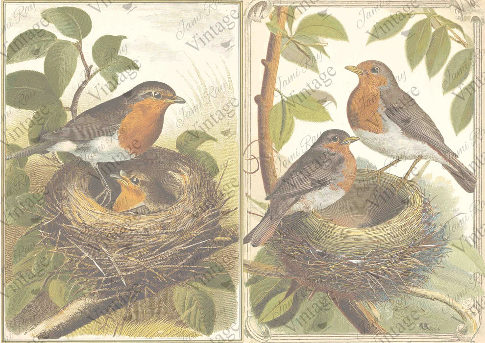 JRV Rice Paper - Nesting Robins