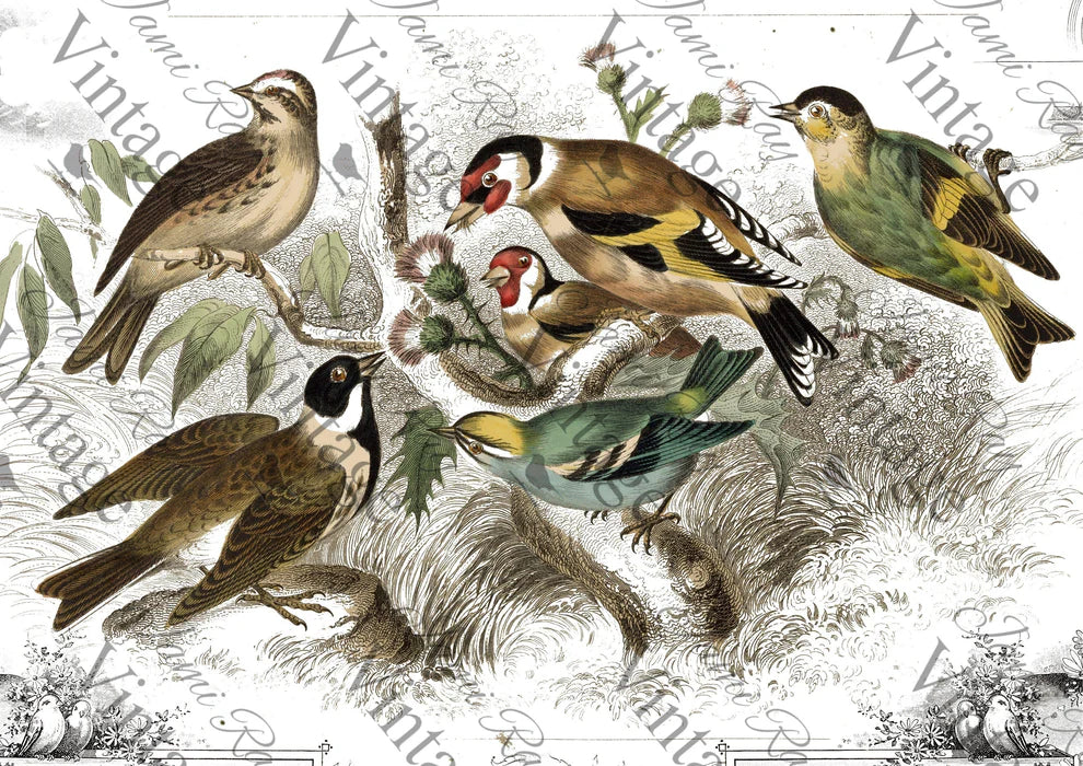 JRV Rice Paper A4 - Birds