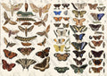 JRV Rice Paper A4 - Scientific Butterfly