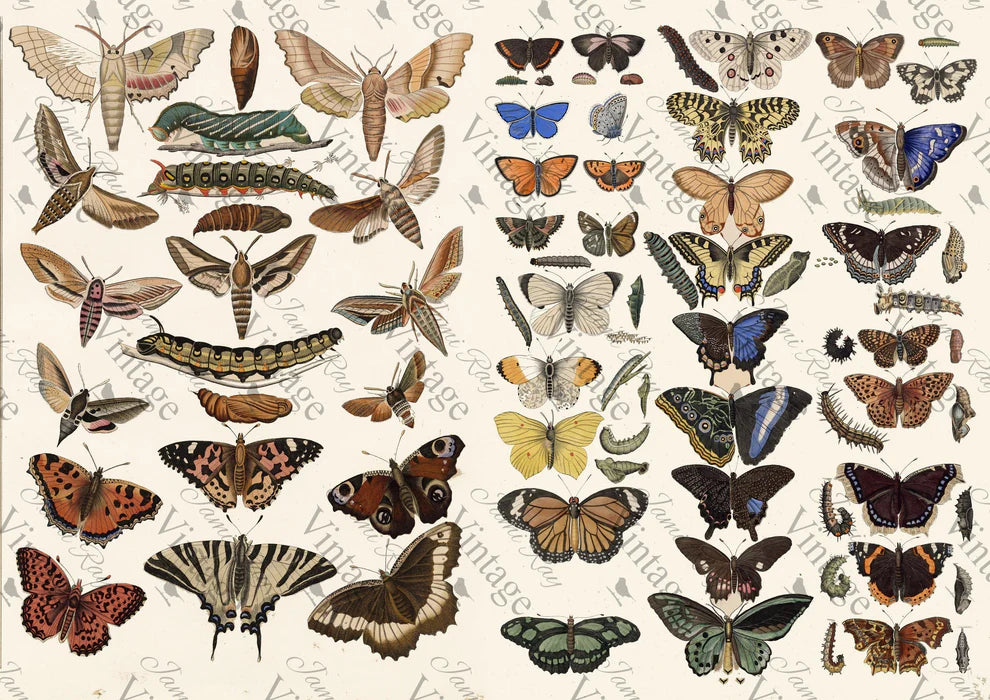 JRV Rice Paper A4 - Scientific Butterfly