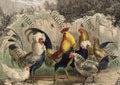 JRV Rice Paper A4 - Poulette, Poulet?