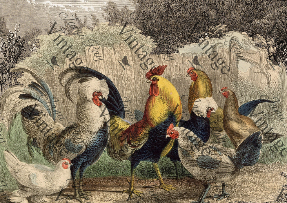 JRV Rice Paper A4 - Poulette, Poulet?