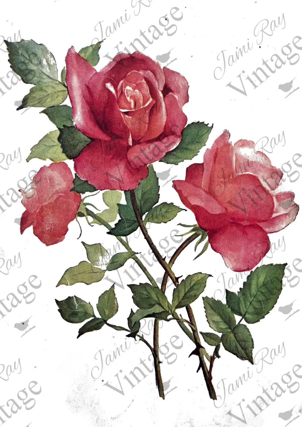 JRV Rice Paper A4 - Roses