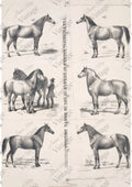JRV Rice Paper A4 - Principal Horses