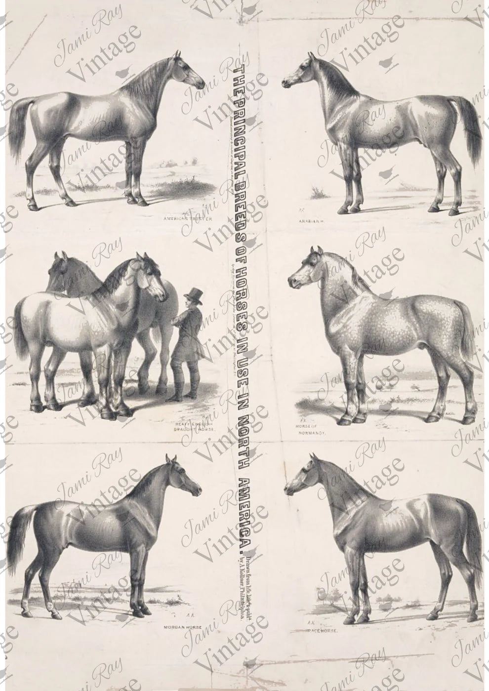 JRV Rice Paper A4 - Principal Horses