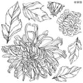 IOD Stamp - Chrysanthemums (Retired)