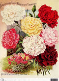 Decoupage Queen Rice Paper A4 - Calambour Henderson's Giant Marguerite Carnations