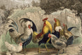 JRV Decoupage Paper - Poulette, Poulet?