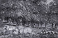 JRV Decoupage Paper - Dans La Foret
