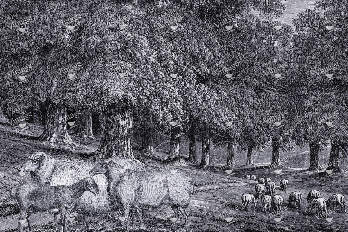 JRV Decoupage Paper - Dans La Foret