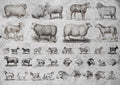 JRV Rice Paper A4 - Sheep