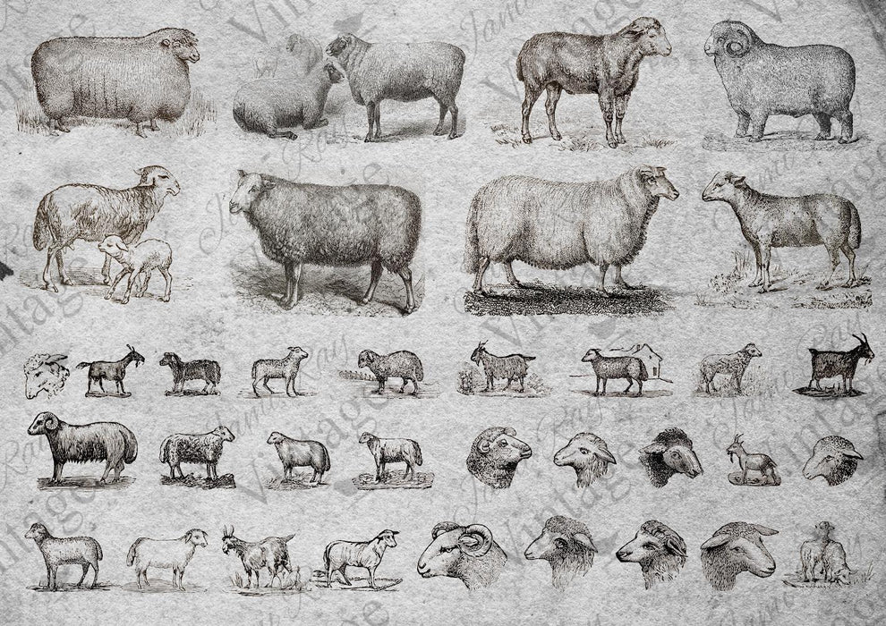 JRV Rice Paper A4 - Sheep