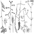 IOD Stamp - Sprigs